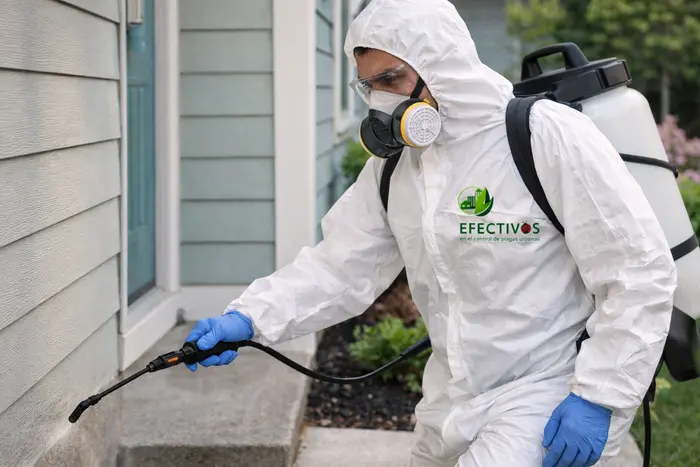 Fumigación de chinches en casa en CDMX con tratamiento profesional
