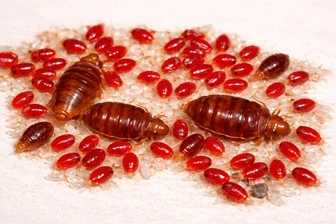 Servicio de fumigación de chinches en CDMX y Estado de México