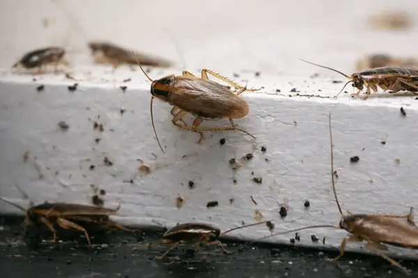 Control de cucarachas en casa con fumigación profesional en CDMX