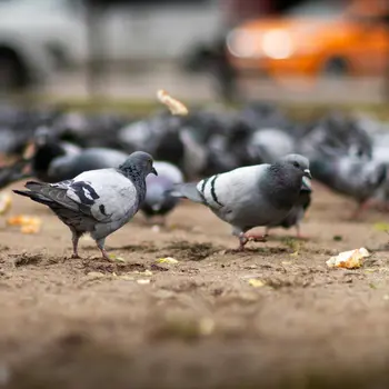 Palomas en balcón cómo quitar