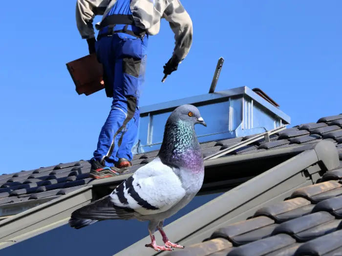 Cómo eliminar palomas en CDMX con servicio profesional