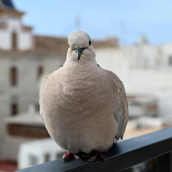 Palomas en negocio