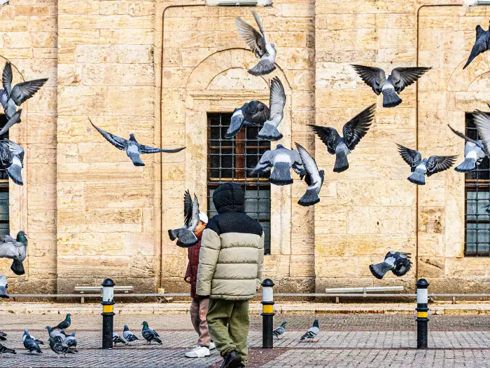 Eliminar palomas definitivamente con servicio profesional