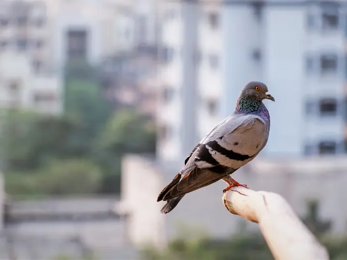 Por qué las palomas son un problema serio en edificios y negocios