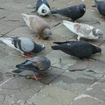 Palomas en restaurante