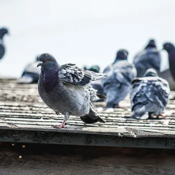 Palomas en techo solución